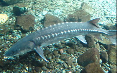 The Mysterious Denizens of the Deep – Green Sturgeon