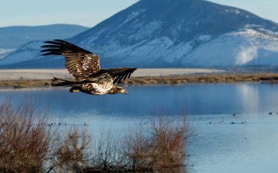 Klamath Basin Wildlife Refuge Complex Key Stop on Pacific Flyway