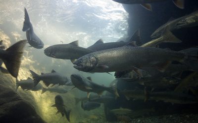 Preparing the Klamath Basin for Dam Removal