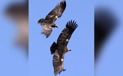 Nature in the Basin: Condors Are Coming Back to Klamath