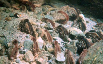 Freshwater Mussels: The Klamath Basin’s Shelled Little Heroes