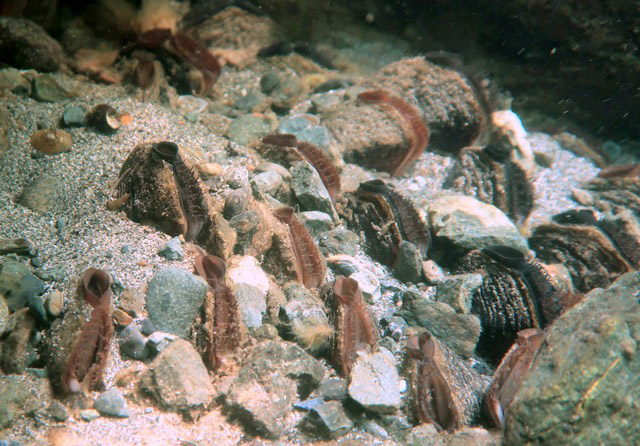 Riverbed filled with black-shelled mussels. The inside of the mussels is pale pink. Surrounding the mussels is sand and small rocks. 