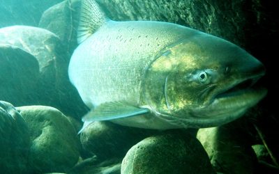 Springers: The Determined Delicacy of the Klamath River