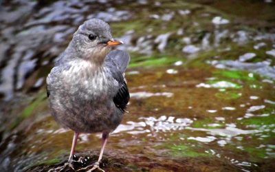 The American Dipper: Semiaquatic Hunter in a Tiny Package