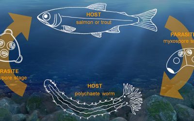 Dry Weather Promotes Spread of Disease in Young Klamath Salmon