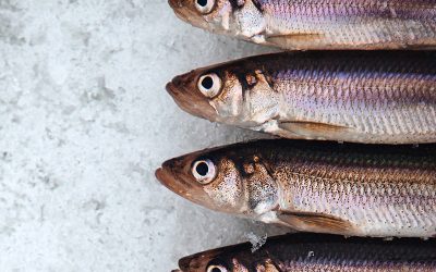 Eulachon: Tiny Giants of the Klamath River Basin