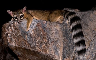 Ringtails: Mysterious Denizens of the Night