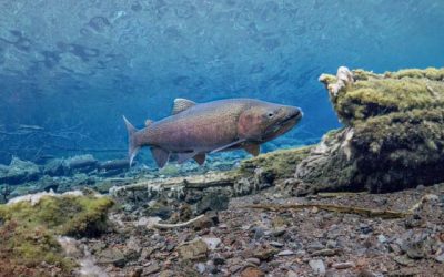 Redband Trout: Historically Productive, Increasingly Understood