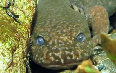 The Giant Pacific Salamander: The Klamath River’s resident barking amphibian