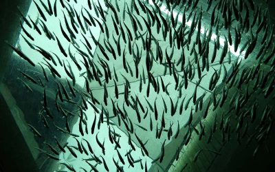 Fish farm in Samoa