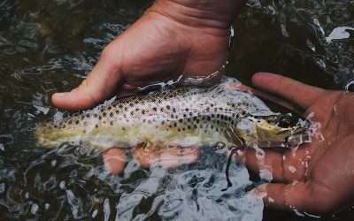 New Infrastructure Act Means $ For Salmon Restoration