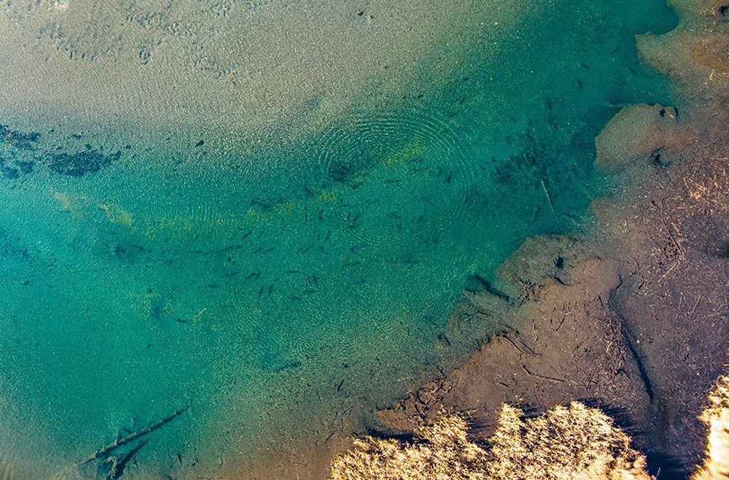 Chinook salmon, or c’iyalls, swam up into tributaries of Upper Klamath Lake for the first time in over a century after dam removal.