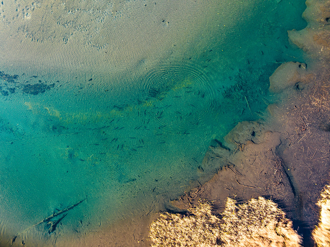 Aerial view of a river. fish swimming