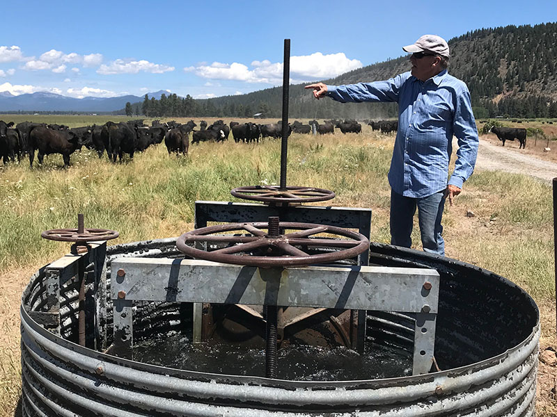Man standing in a field pointing to a heard of cattle. There is an irrigation well in the foreground