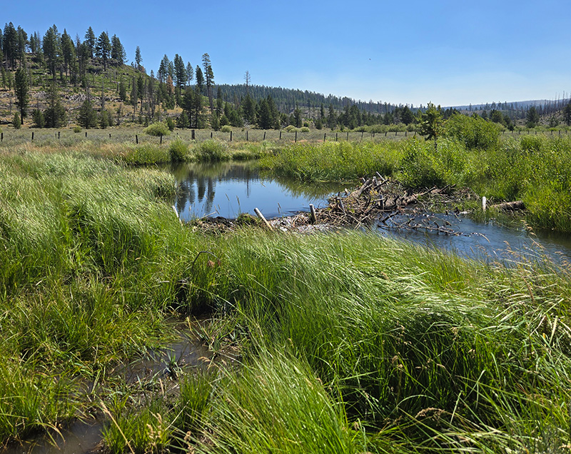 A beaver dam analog on the North Fork Sprague River
