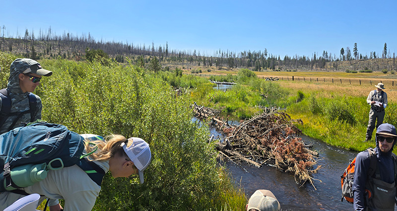 Several people are standing on the grassy banks of the river, reviewing a dam-like structure made of twigs and branches