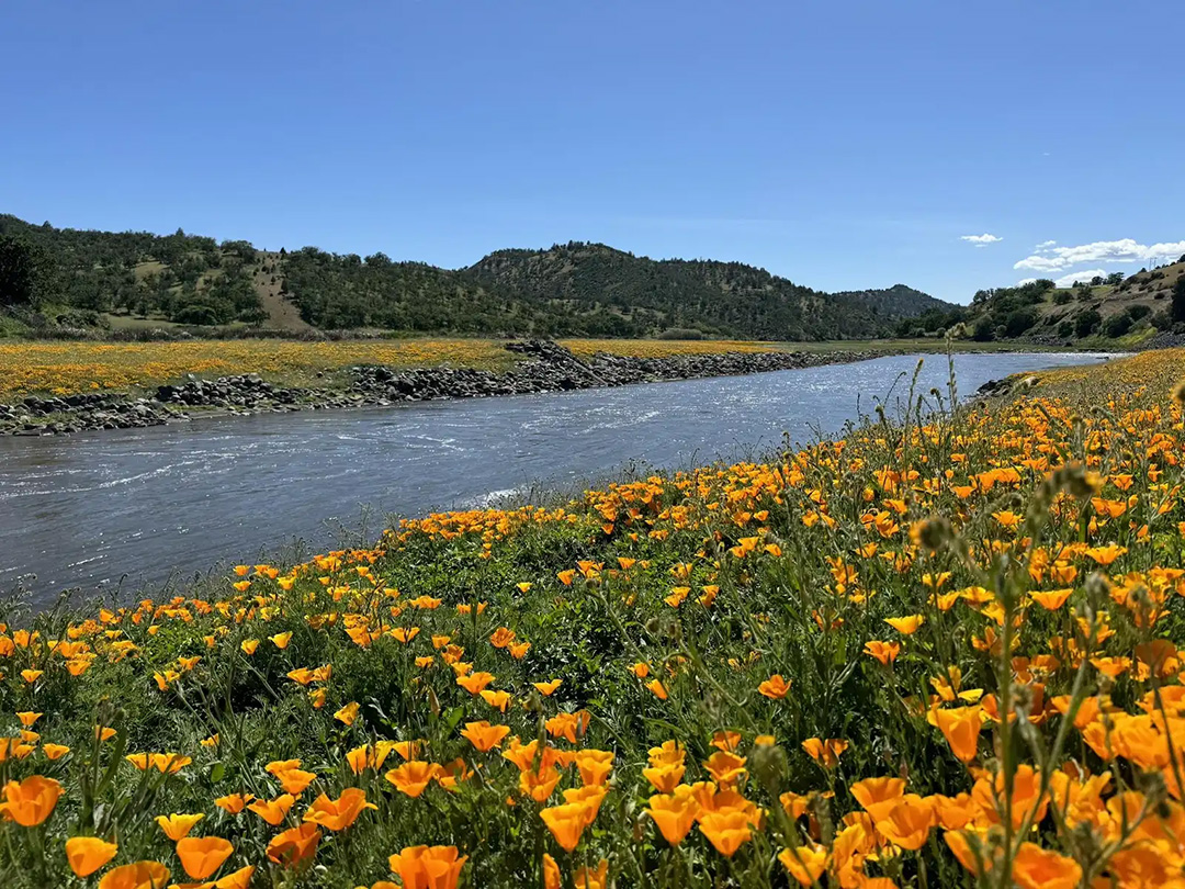 Two Years On, the Undammed Klamath is Flourishing