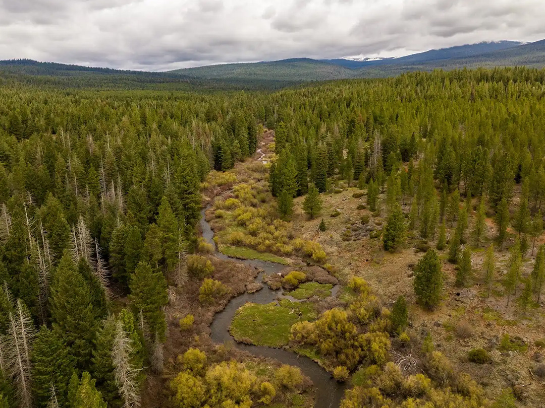 River running through forested area